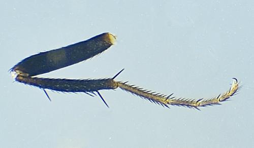 Apteromyia claviventris